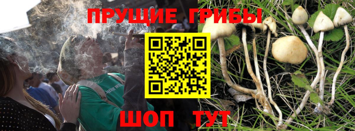 магазин продажи   Псилоцибиновые грибы Psilocybe  Галлюциногенные грибы MAGIC MUSHROOMS  Вход с VPN  Кингисепп 